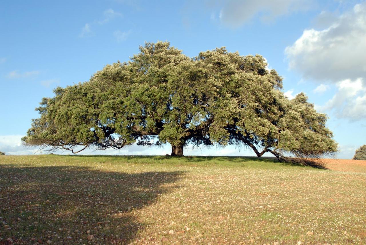 Villa Casa Da Aldeia Alcaria Ruiva Esterno foto